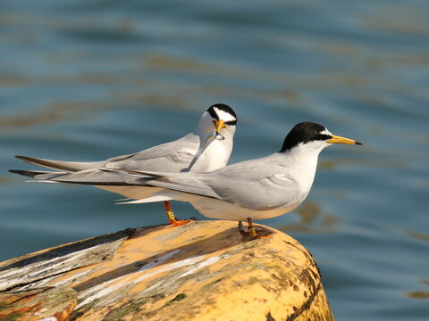 Little Tern Project at Chesil Beach wins the RSPB President's